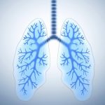 Illustration des poumons et des voies respiratoires