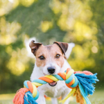 Chien du Refuge Animal Roberval tenant un jouet dans la bouche