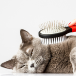 Chat gris et blanc allongé pendant qu’une brosse passe sur son pelage.
