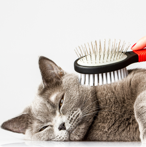 Salon-de-Toilettage-Multi-Poil-Image_01