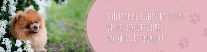 Boutique-de-Toilettage-les-Fees-Magiques-Bandeau-Icia