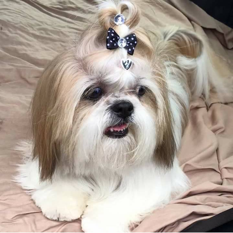 Boutique-de-Toilettage-les-Fees-Magiques-Image-Chien-Carroussel_02