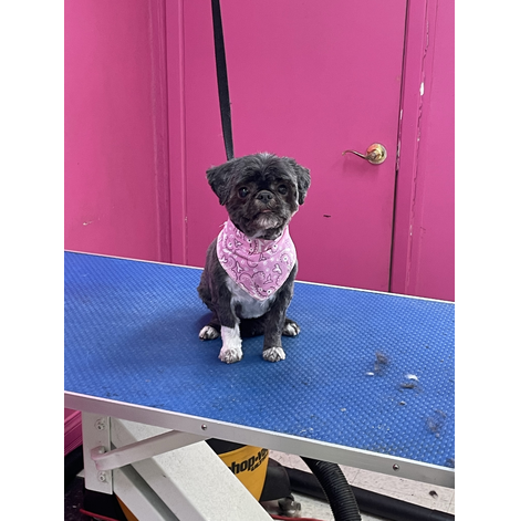 Boutique-de-Toilettage-les-Fees-Magiques-Image-Chien-Carroussel_03