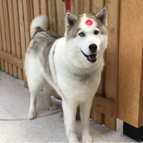 Boutique-de-Toilettage-les-Fees-Magiques-Image-Chien-Carroussel_04