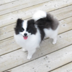 Boutique-de-Toilettage-les-Fees-Magiques-Image-Chien-Carroussel_05