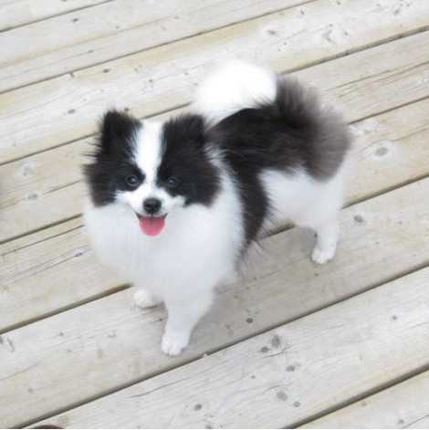 Boutique-de-Toilettage-les-Fees-Magiques-Image-Chien-Carroussel_05