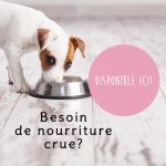 Boutique-de-Toilettage-les-Fees-Magiques-Imagie-Chien-Carroussel_01