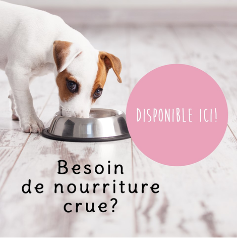 Boutique-de-Toilettage-les-Fees-Magiques-Imagie-Chien-Carroussel_01