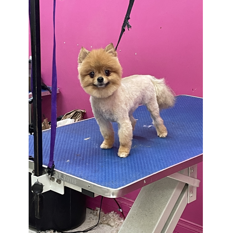 Boutique-de-Toilettage-les-Fees-Magiques-Service-Toilettage-Canin-Felin