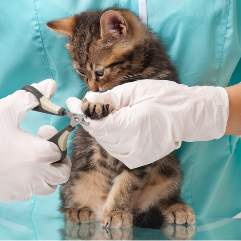 Boutique-de-Toilettage-les-Fees-Magiques-Service-Coupe-de-Griffe