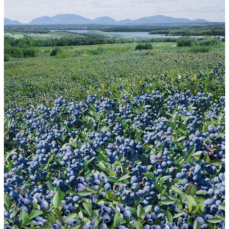 Champs de bleuets appartenant à Bleuets Mistassini