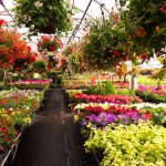 Multi-Centre-Jardin-Image-Serre-Fleurs_01