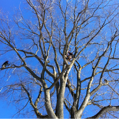 Service professionnel d’abattage d’arbres – ArbreXpert Lac-St-Jean