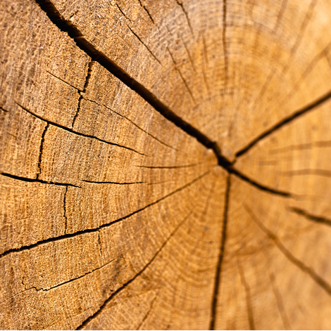 Vente de bois de qualité – ArbreXpert Lac-St-Jean