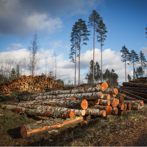 Service professionnel d’éclaircissement d’arbres – ArbreXpert Lac-St-Jean