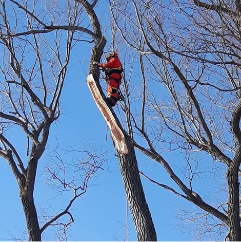 Service professionnel d’élagage d’arbres – ArbreXpert Lac-St-Jean