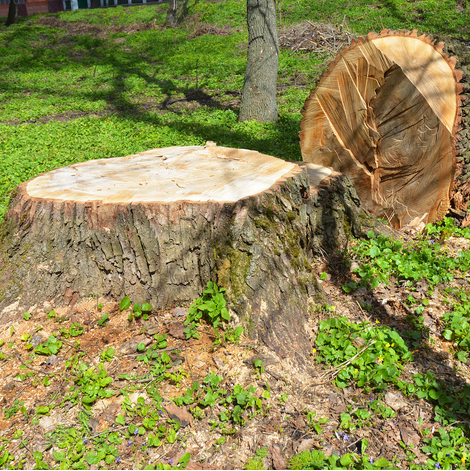 Enlèvement professionnel de souches d’arbres – ArbreXpert Lac-St-Jean