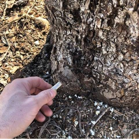 Technicien appliquant de la fertilisation pour arbres et végétation – ArbreXpert Lac-St-Jean