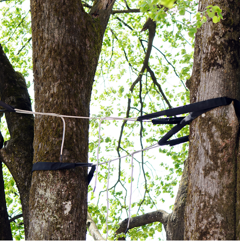 Service professionnel d’habanage d’arbres – ArbreXpert Lac-St-Jean