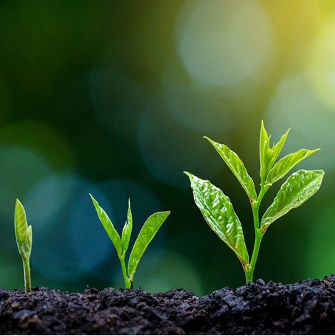 Plantation professionnelle d’arbres – ArbreXpert Lac-St-Jean