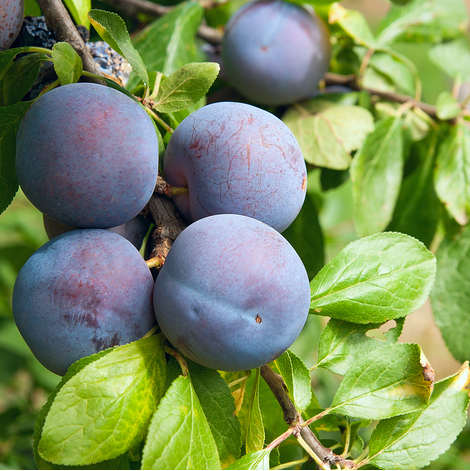 Taille professionnelle d’arbres fruitiers – ArbreXpert Lac-St-Jean