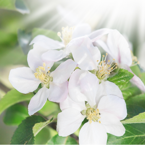 Photo Horti-Plus - Carroussel
