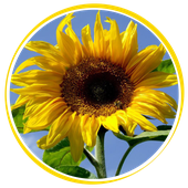 Résidence Tournesol du Lac