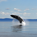 Baleine à bosse observée lors d'une croisière en mer avec Croisières Cap Gaspé en Gaspésie